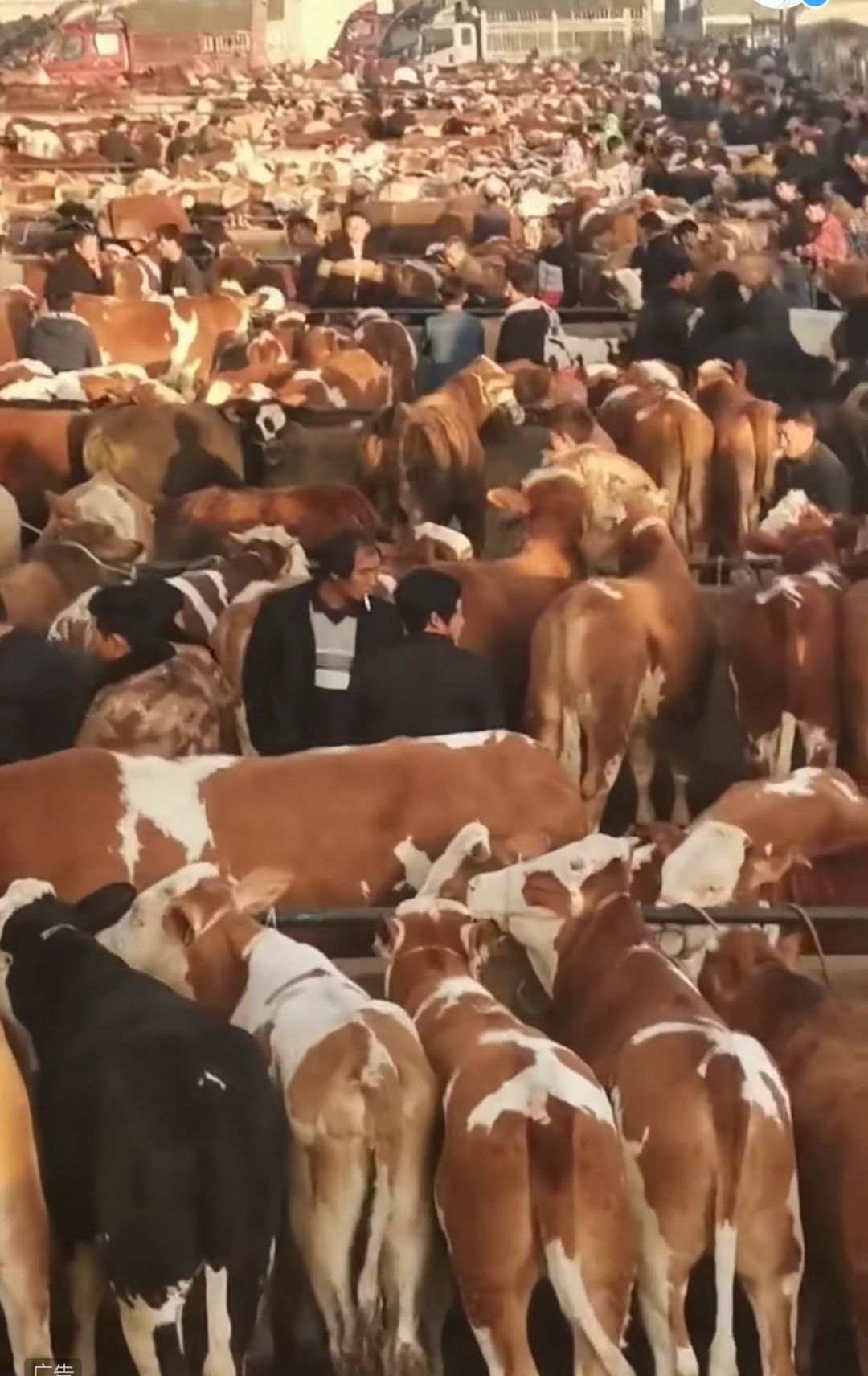 肉牛  西门塔尔牛,贵州最大的交易市场,品种齐全,价格实惠,杂交黄牛