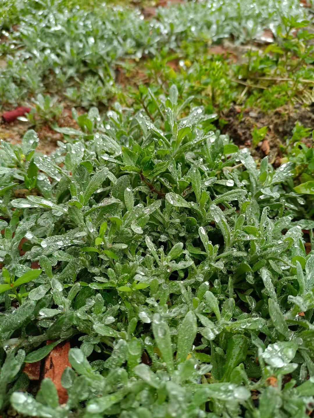 清明菜