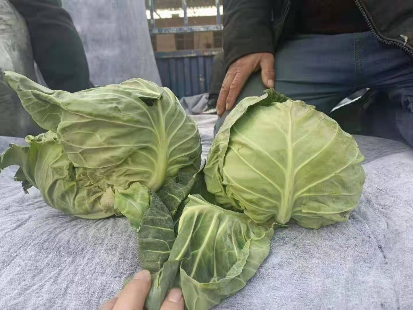 中甘系列 甘蓝