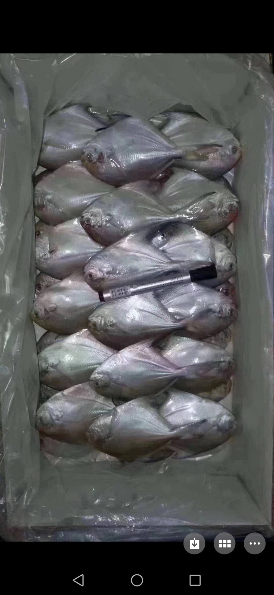 白鲳鱼 东海鲳鱼货源稳定专业批发