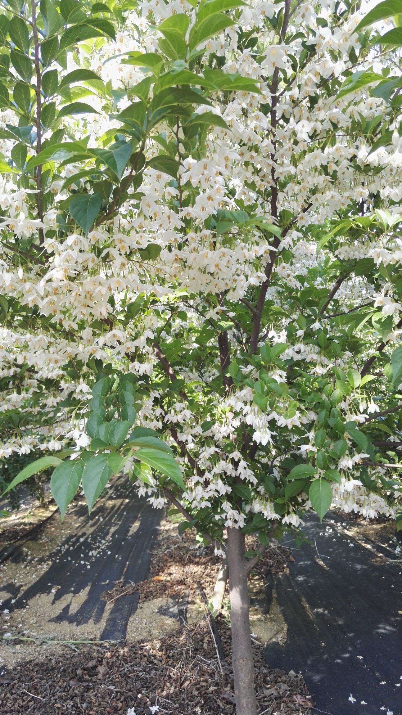 [玉铃花树批发]玉铃花树 玉玲花茉莉优秀乡土树种价格280元/棵 - 惠农