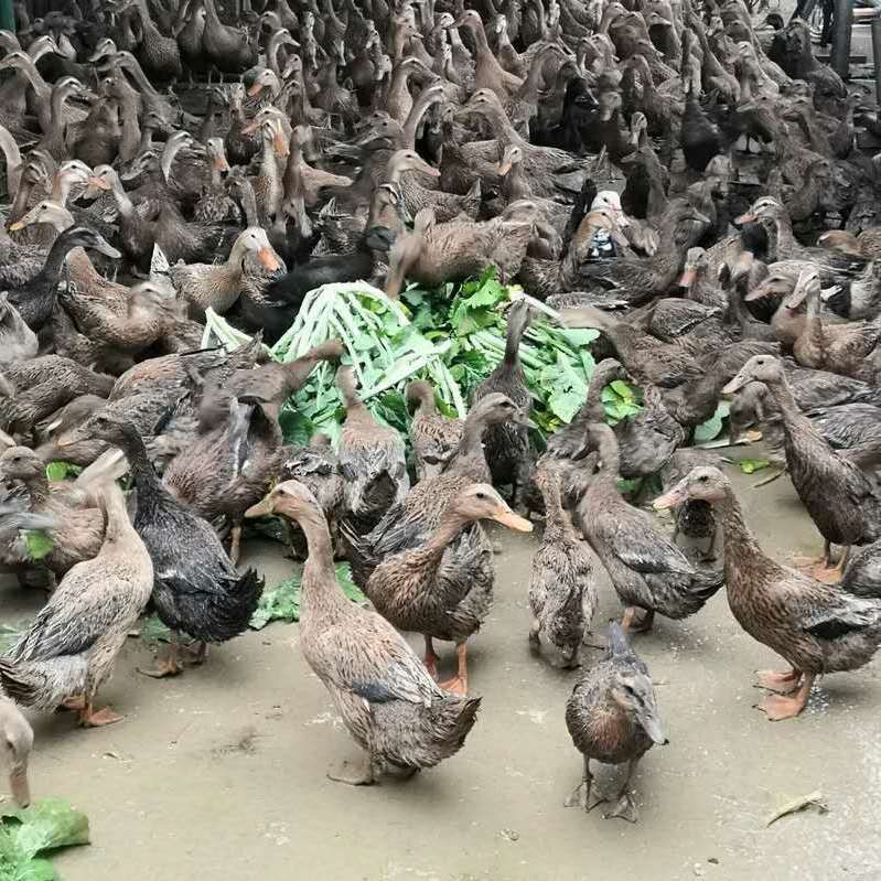 【老鸭】农家散养土鸭麻鸭水鸭放养草鸭子活鸭肉现杀老鸭汤