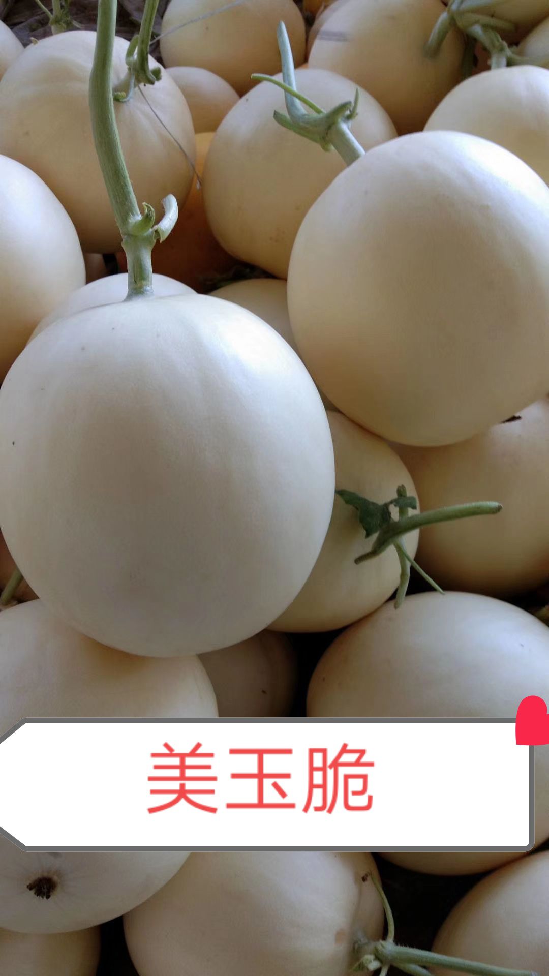 东方蜜甜瓜 东方蜜一号甜瓜开始大量供应需要的老板联系我