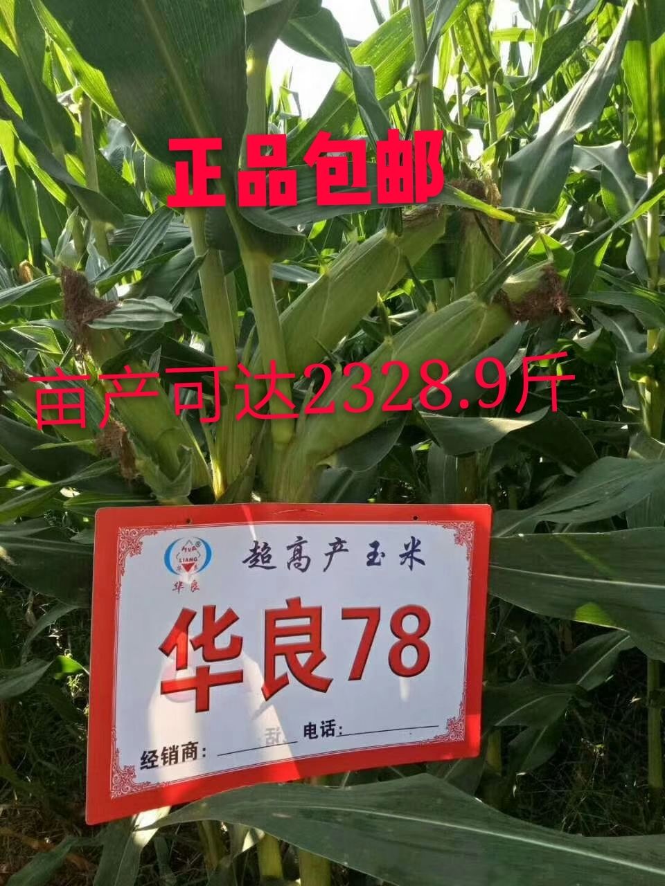 [华良78玉米种子批发]华良78玉米种子 直供高产早熟抗