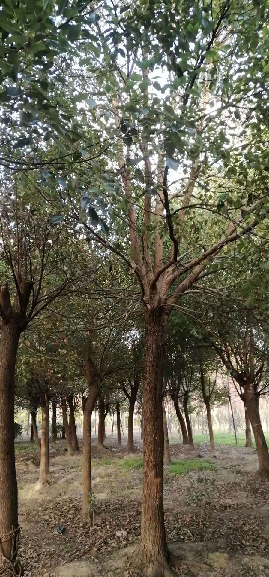 小叶樟 18-25之间的结杆5年的香樟树,1500棵,包上车