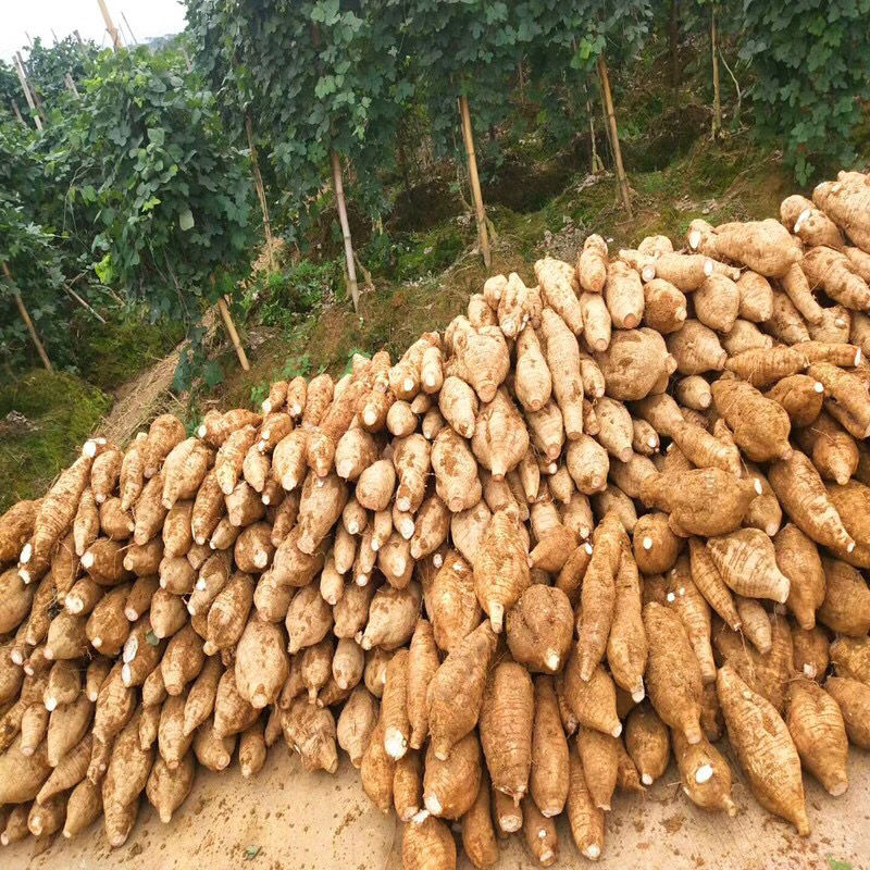 葛根苗高产二代脱毒粉葛苗 葛根种苗树苗 基地直发高产葛根苗