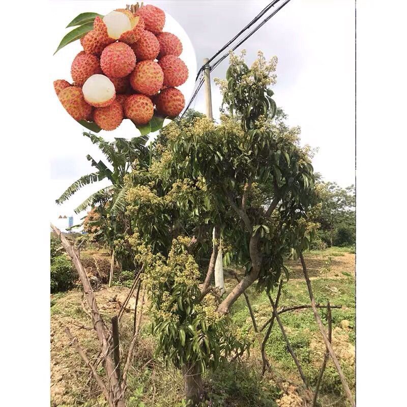 [岭丰糯荔枝苗批发]岭丰糯荔枝苗 包邮岭丰糯荔枝树苗