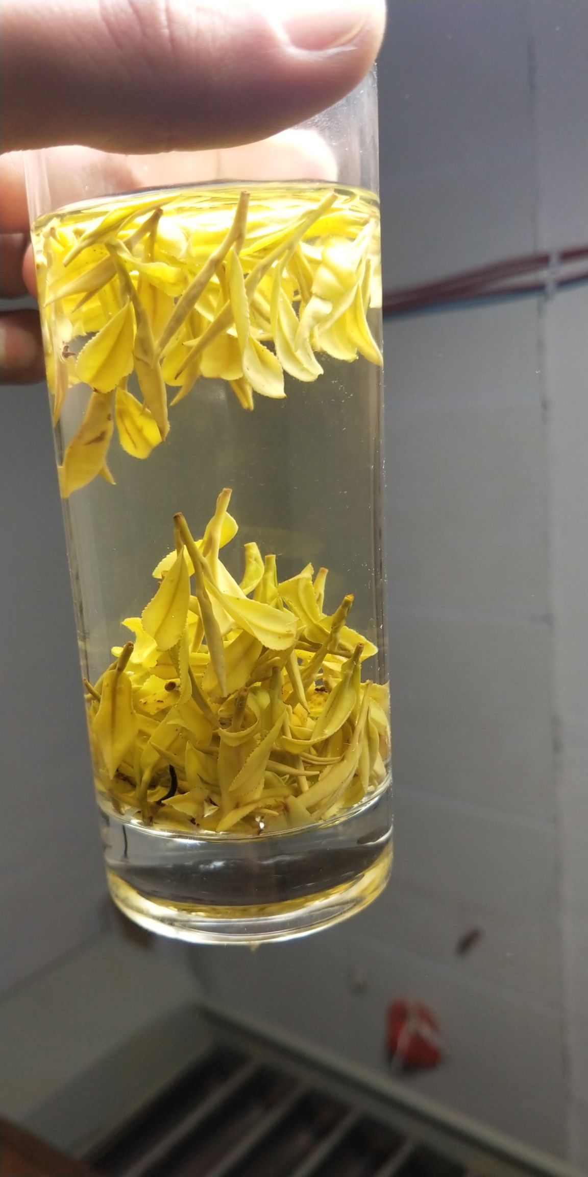[黄金茶批发]黄金茶 春茶黄金芽价格980元/斤 - 惠农网