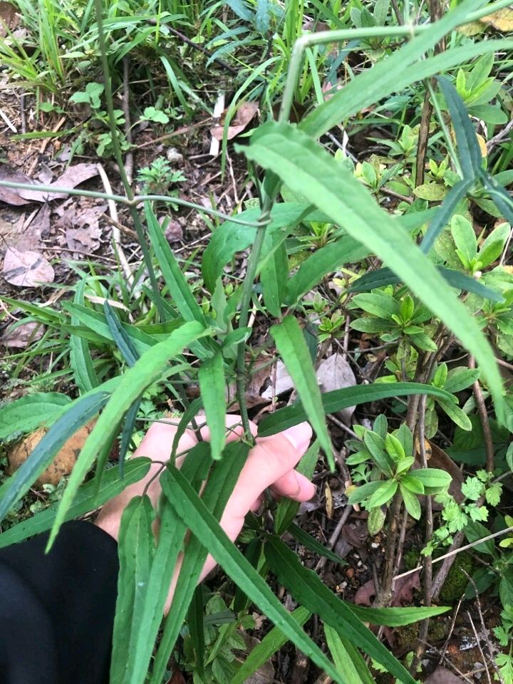 广东本土威灵仙