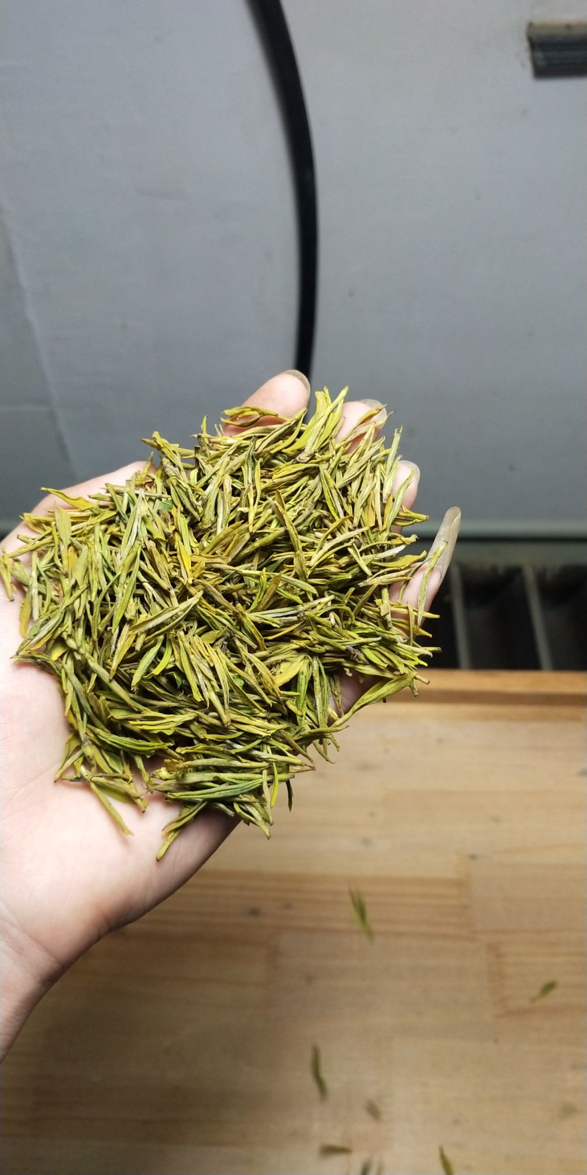 [黄金茶批发]黄金茶 春茶黄金芽价格980元/斤 - 惠农网