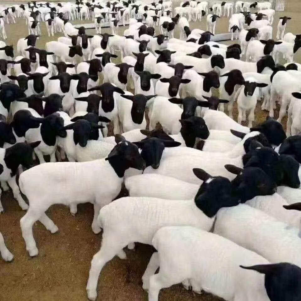 绵羊杜寒杂交品种羊多胎羊