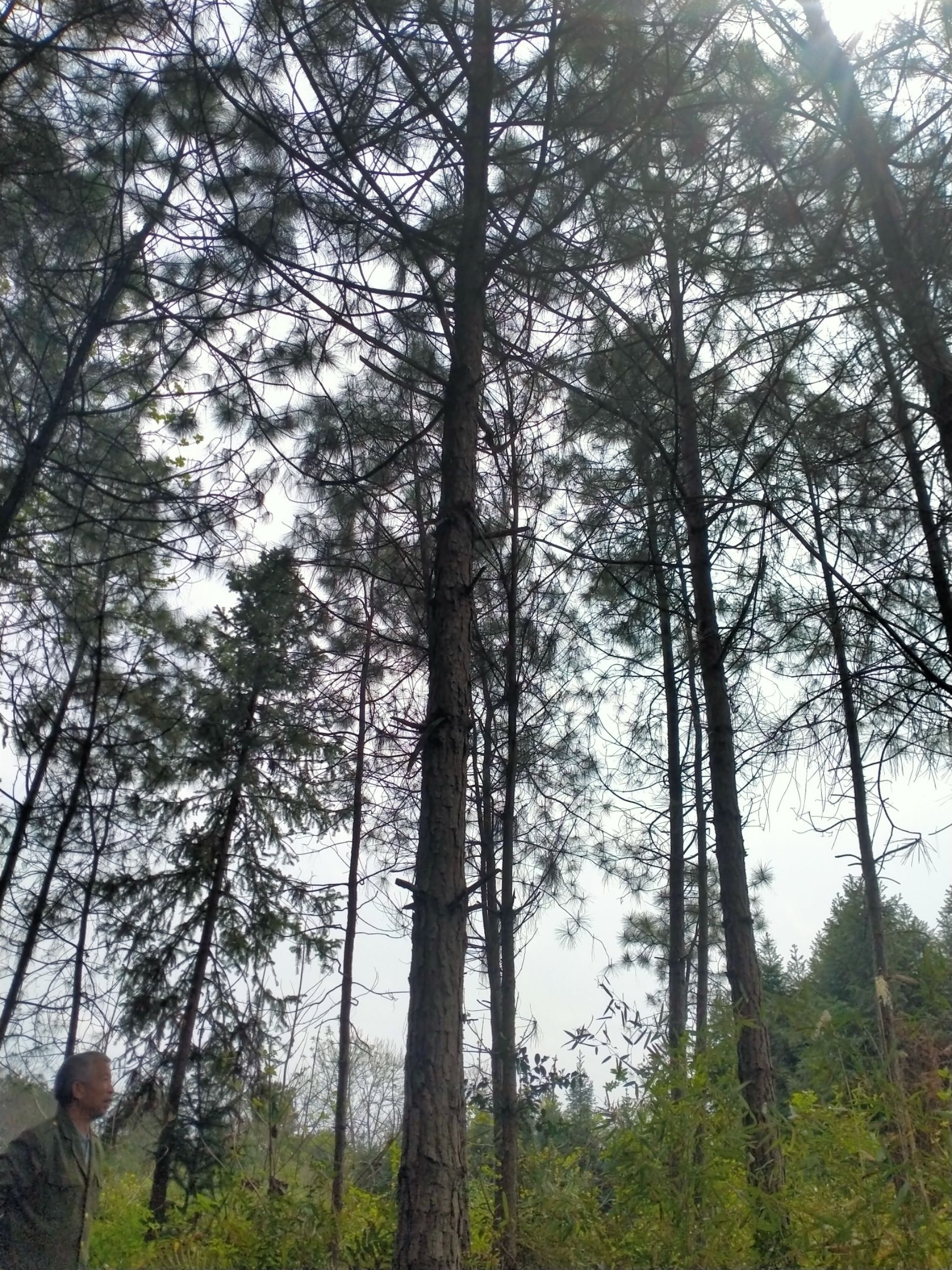黑松 湖南本地松树,美国松,两个品种.十年以上松树.高3到5米.