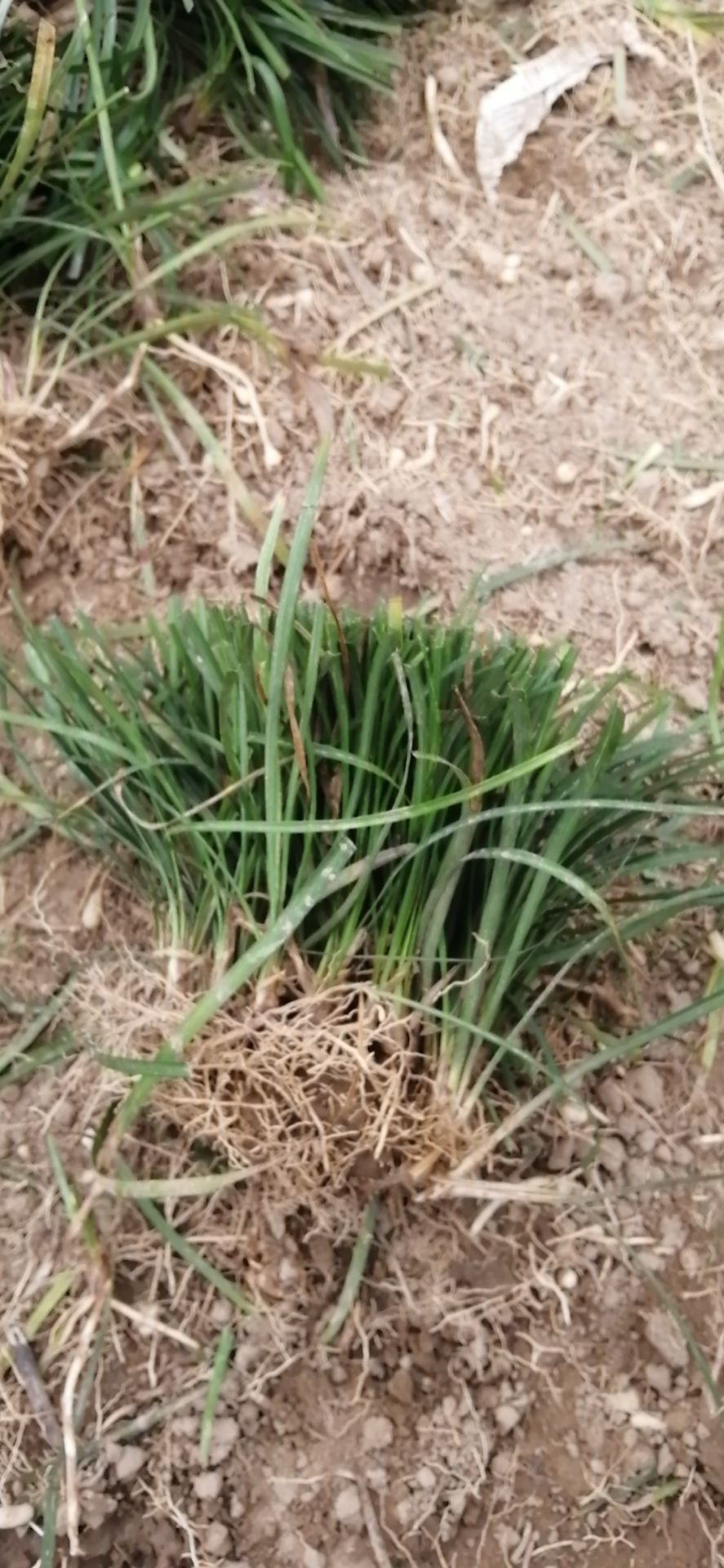 麦冬草 麦冬苗基地直销现挖苗子成活率高根系发达大量批发价格优惠