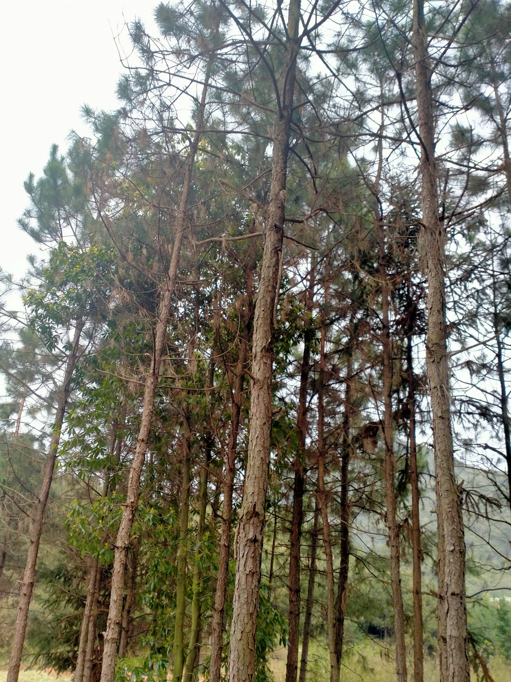 黑松 湖南本地松树,美国松,两个品种.十年以上松树.高3到5米.