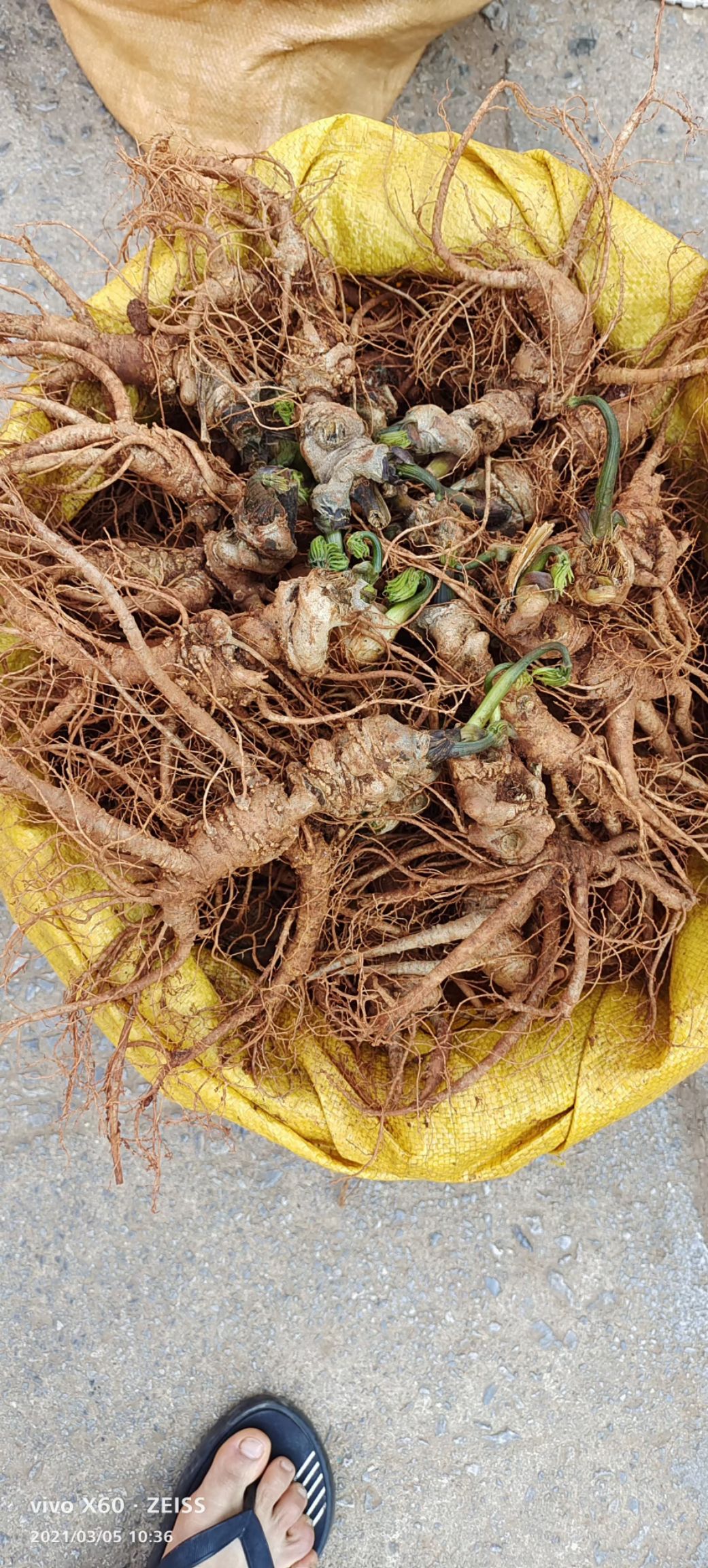 春七 新鲜三七,三七花,各种干三七