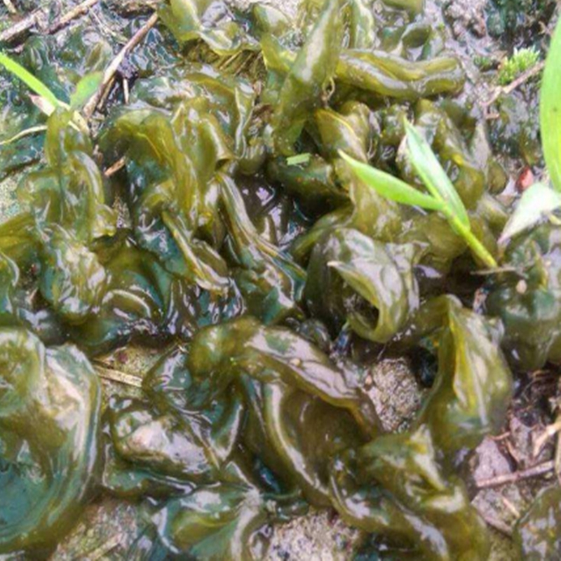 新鲜地皮菜湖南生特产菜现采地皮菇地达菜雷公菌地软软非干货