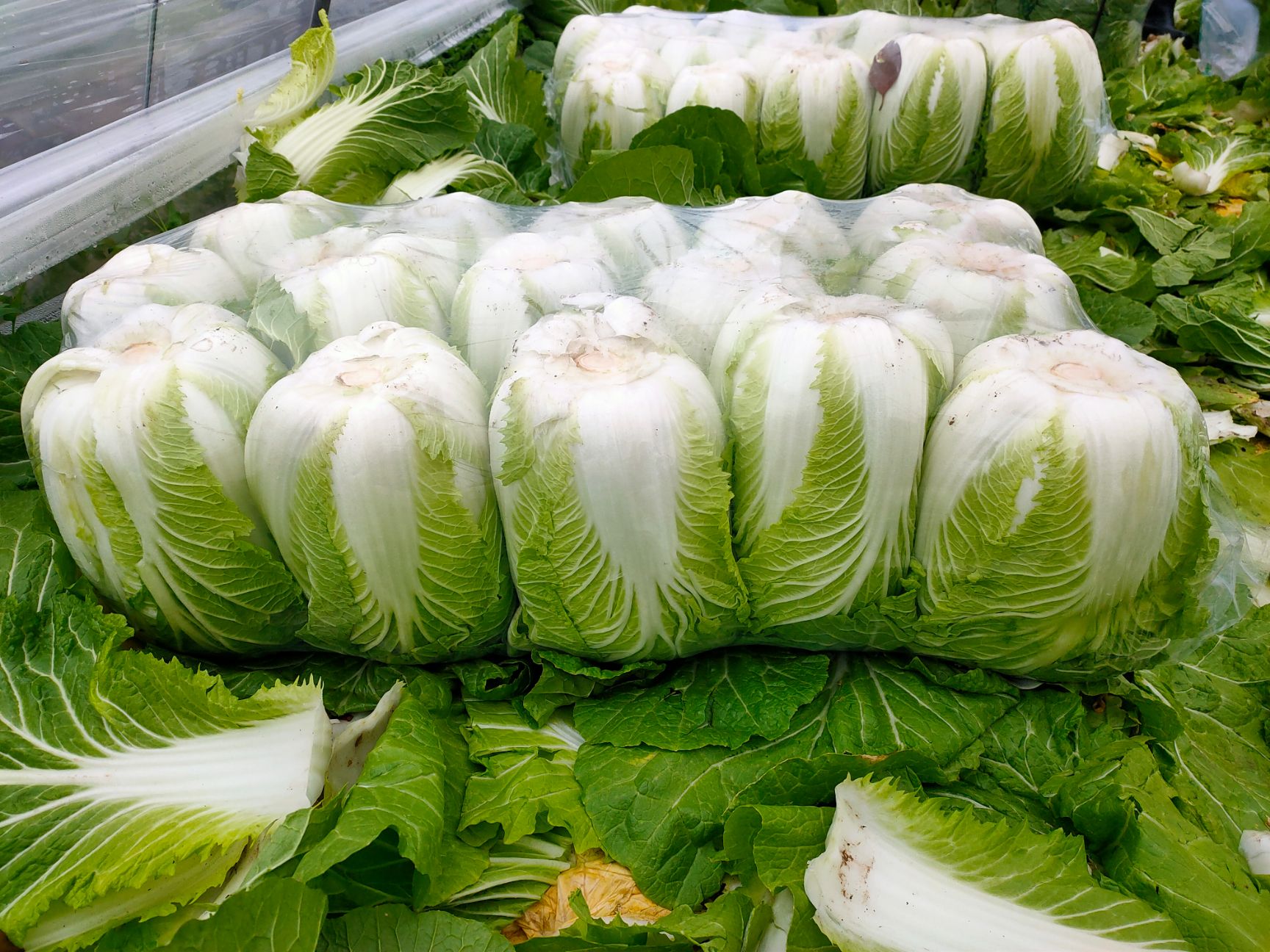 矮白菜 精品新白菜,大棚白菜,产地直发,欢迎咨询