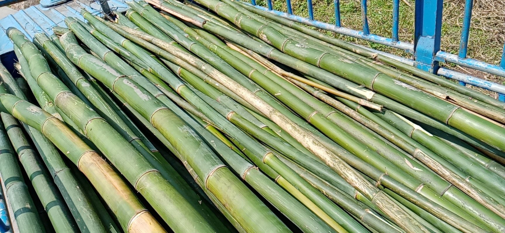 [楠竹批发]慈竹,楠竹销售,加工价格2元/棵 惠农网
