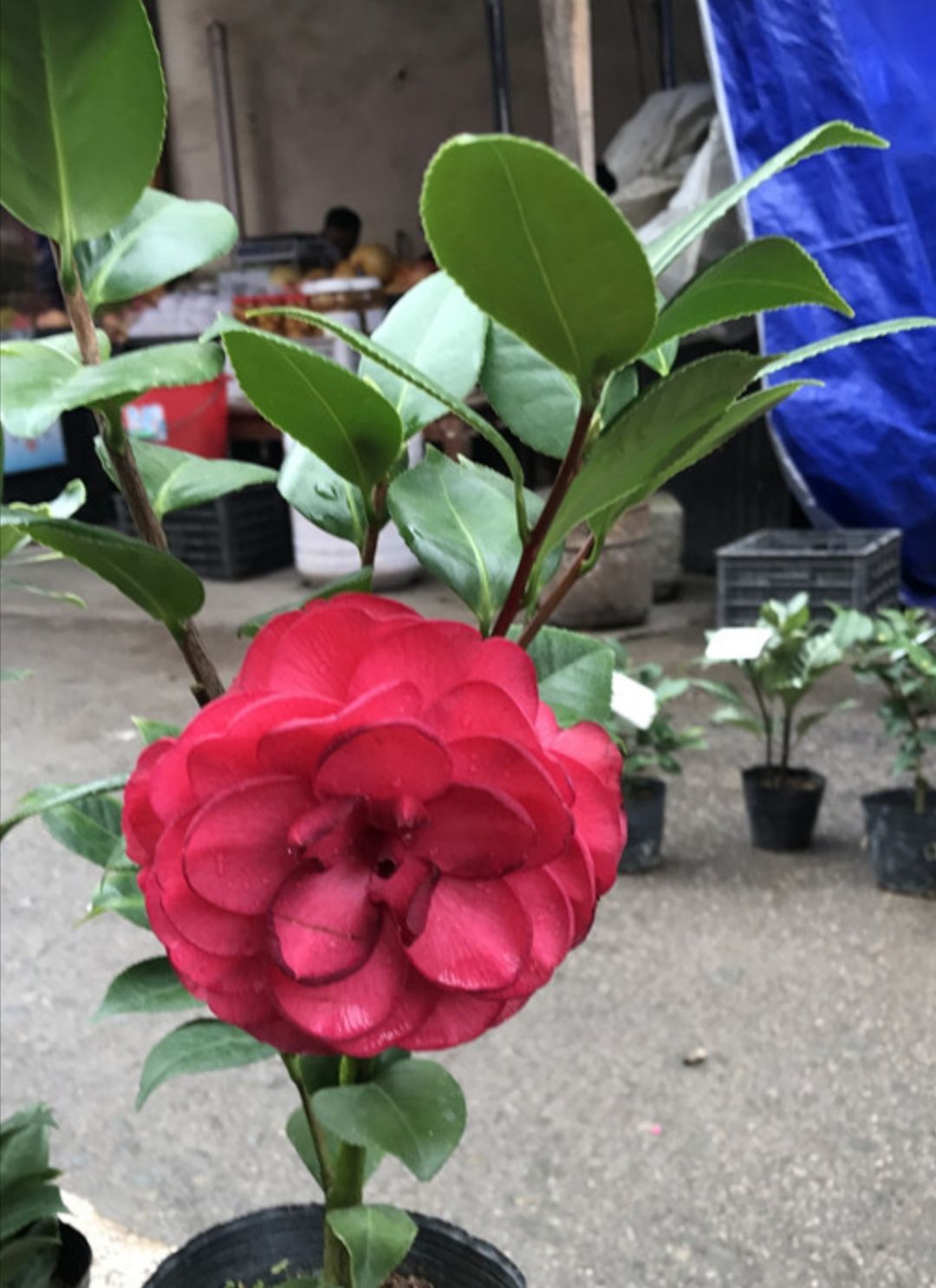青叶贝拉茶花苗,重瓣,复瓣,30棵起批,没有包邮哦