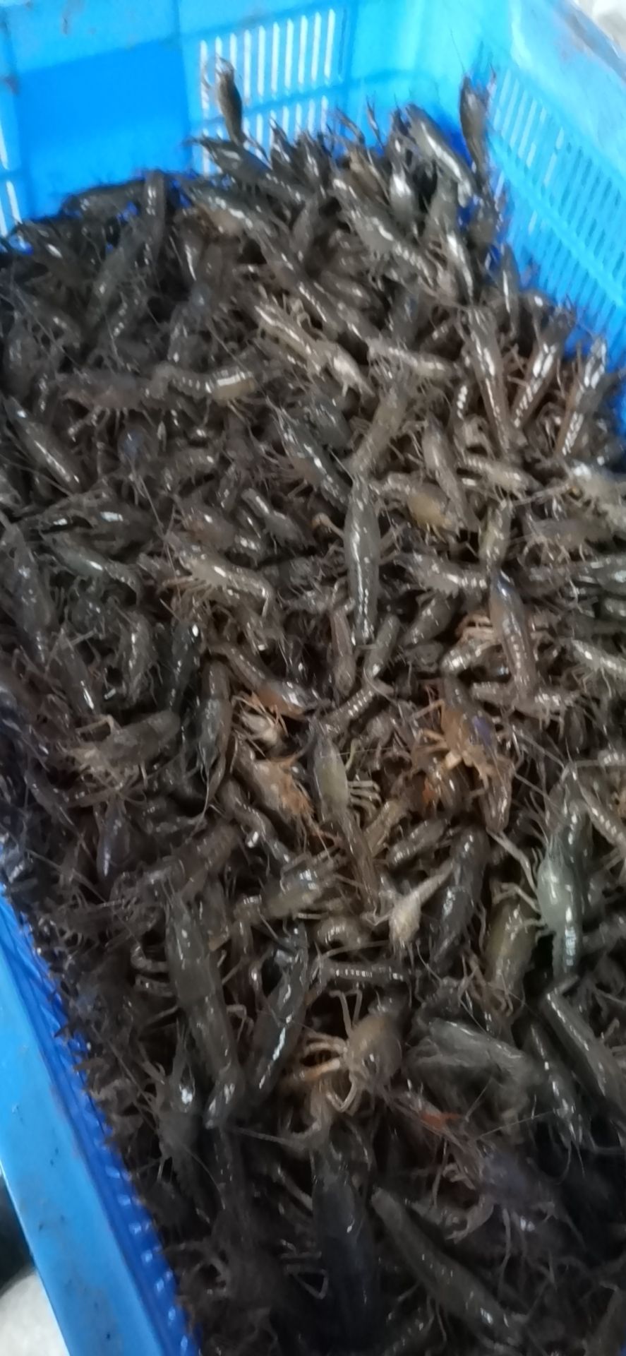 [小龙虾苗批发]小龙虾苗 湖北省监利市万亩龙虾养殖