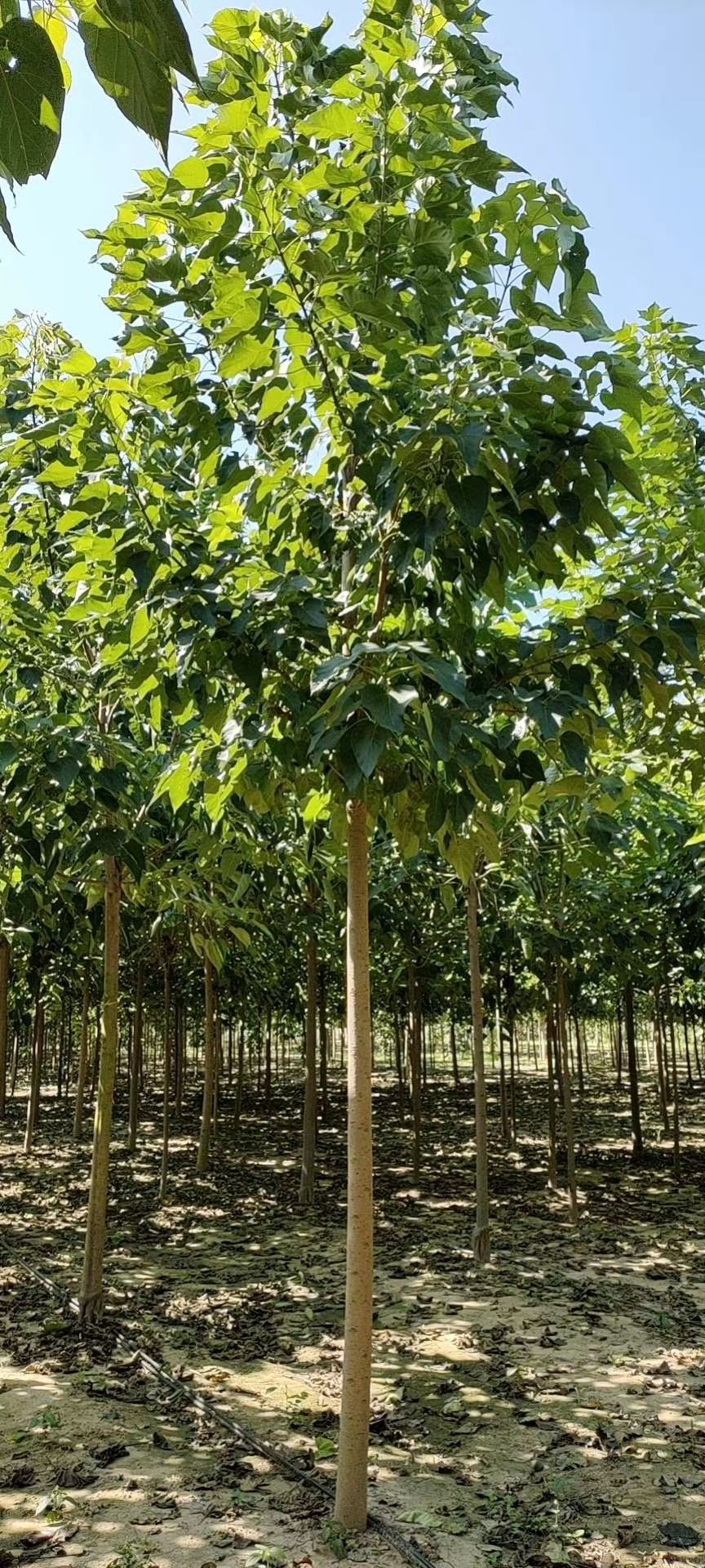 金丝楸 良种组培耐寒楸树 精品楸树