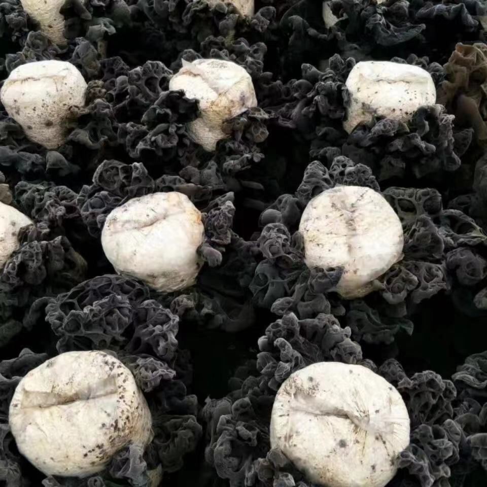 木耳菌种 菌包菌棒,平菇菌包没有坏菌,死菌无杂质的纯净黑平菇菌质量