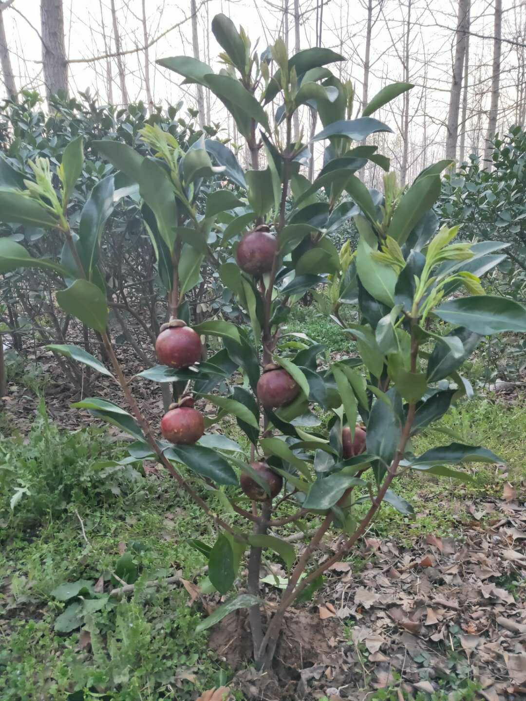 无籽山竹苗山竹树苗果树苗盆栽地栽当年结果南北方种植