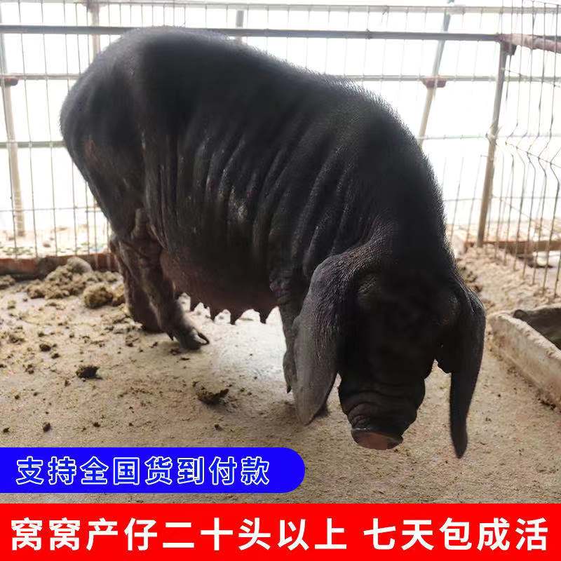猪苗原种高产母猪二花脸四脚白贵州发货三头包邮货到付款猪仔