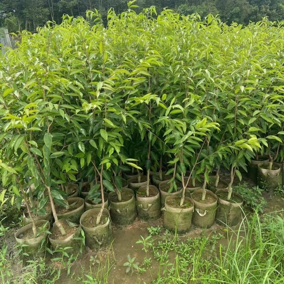 [奇楠沉香树批发]奇楠沉香树 沉香树奇楠树绿奇楠土60