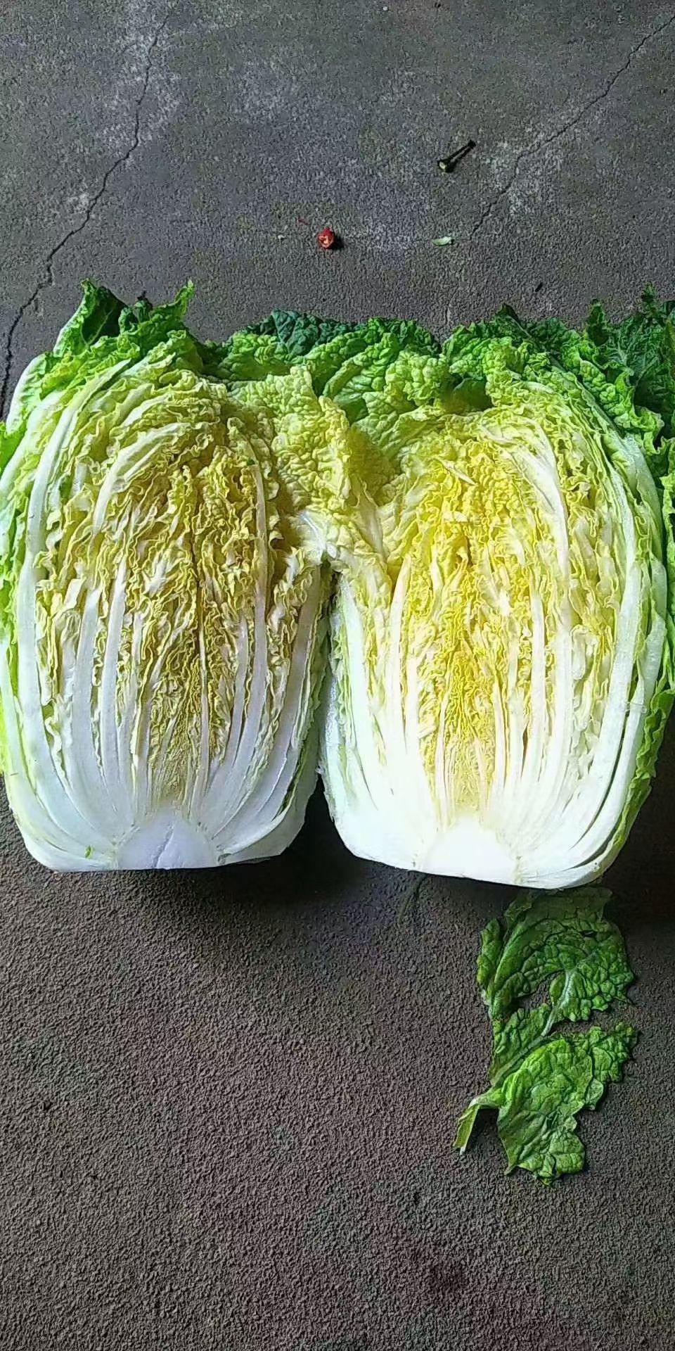 山东兰陵县山东兰陵纯黄心大白菜大量上市中,价格不高