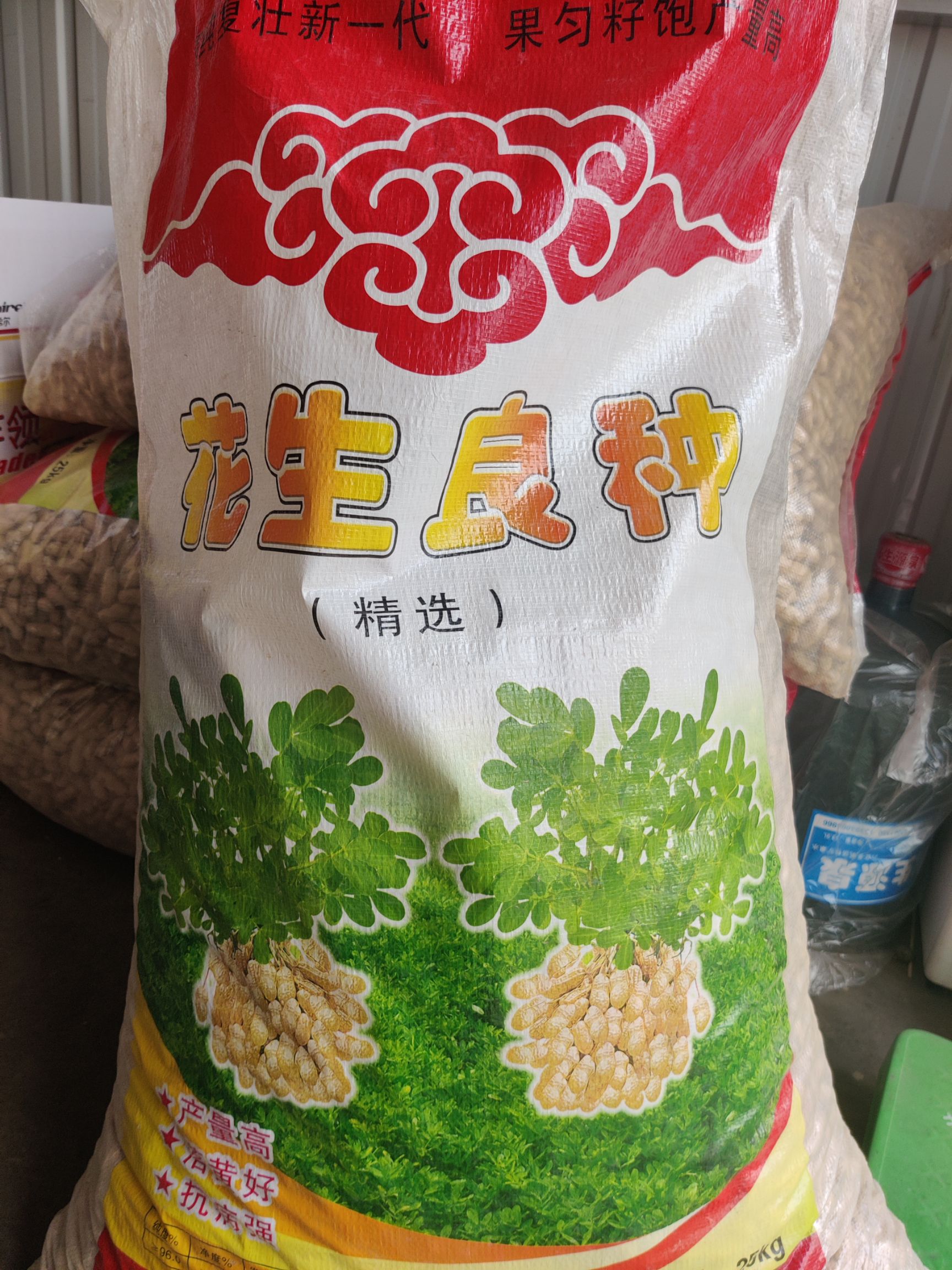 [花生种子批发]花生种子99-1,高产好品种价格5元/斤