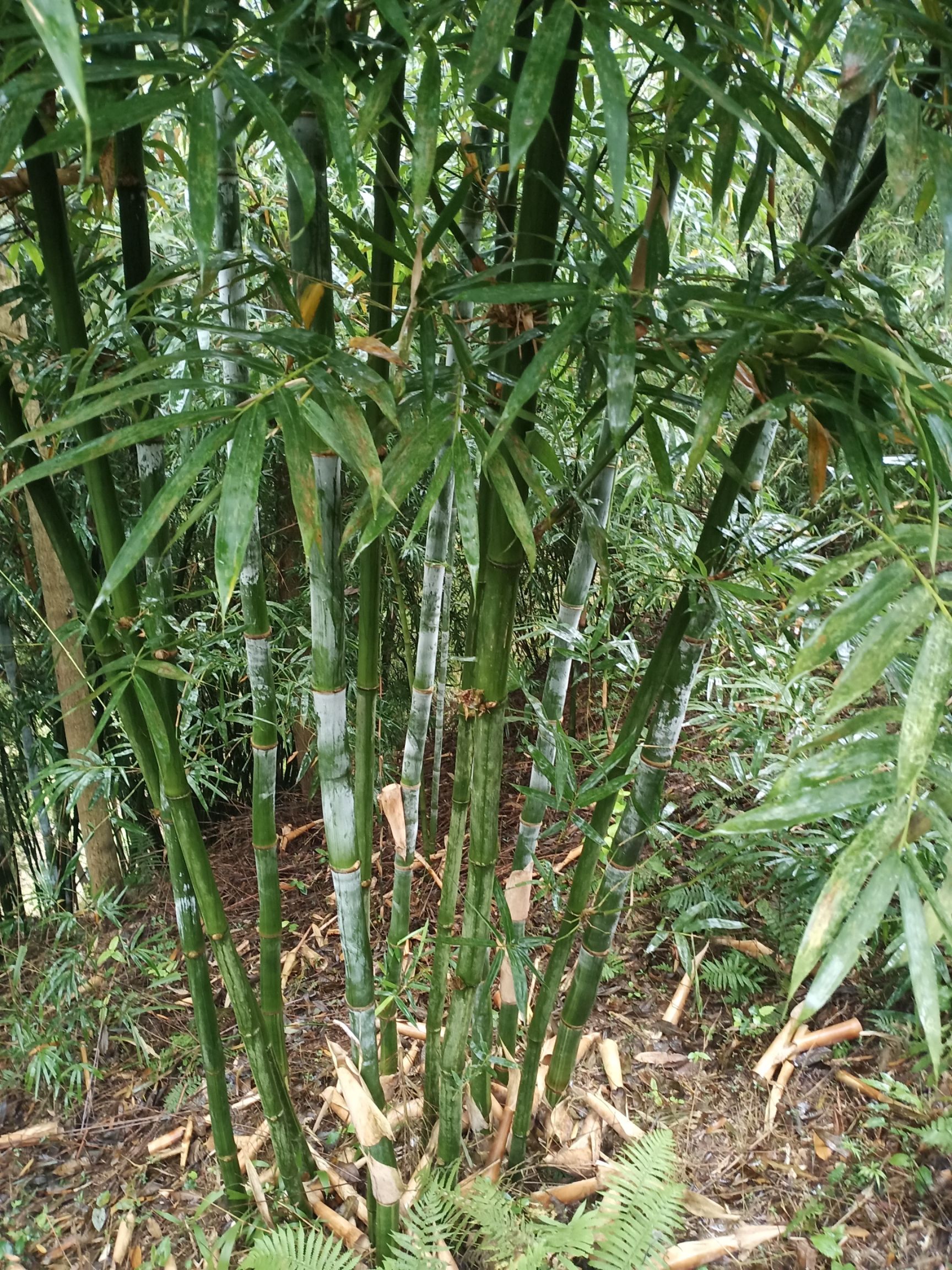 毛竹种子 巨黄竹种大量供应,荒山找变金山就种巨黄竹.