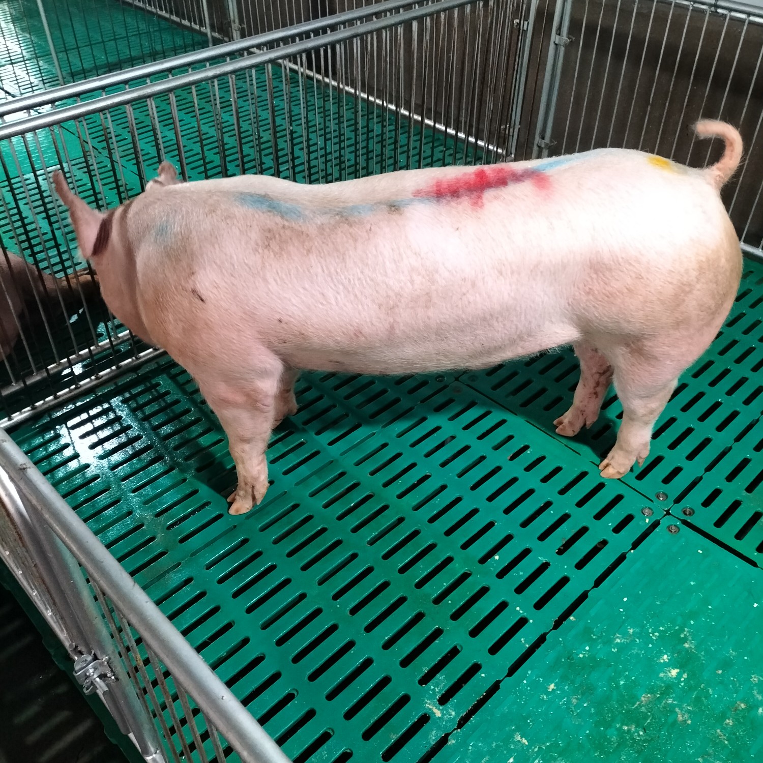 大约克仔猪新美系原种一代约克母猪高产母猪产崽多耐粗性强
