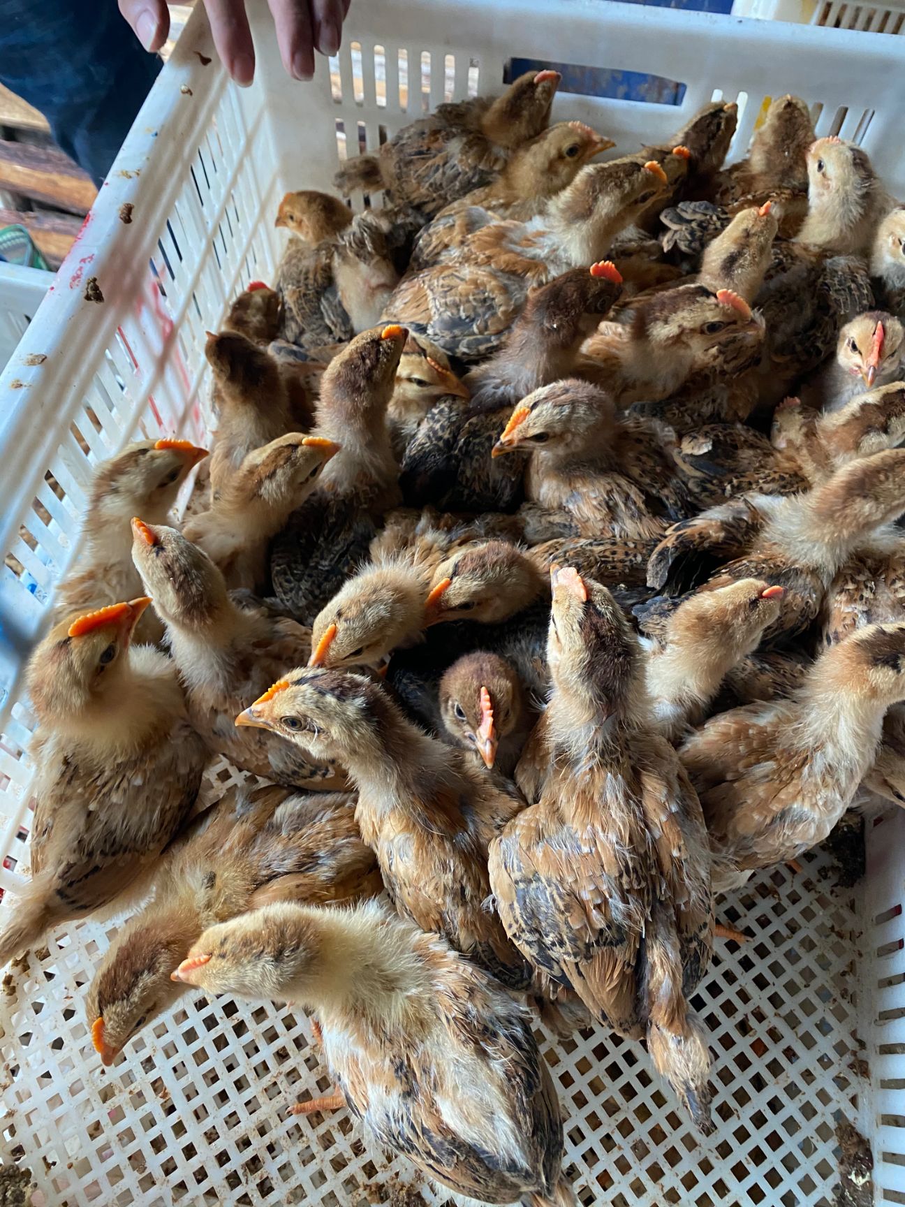 脱温鸡苗脱温黄土鸡苗5两左右