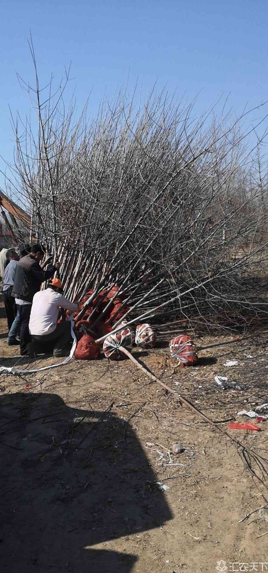 美国红橡树红橡苗木娜塔莉树苗美国橡树树苗价格欧洲红栎树苗