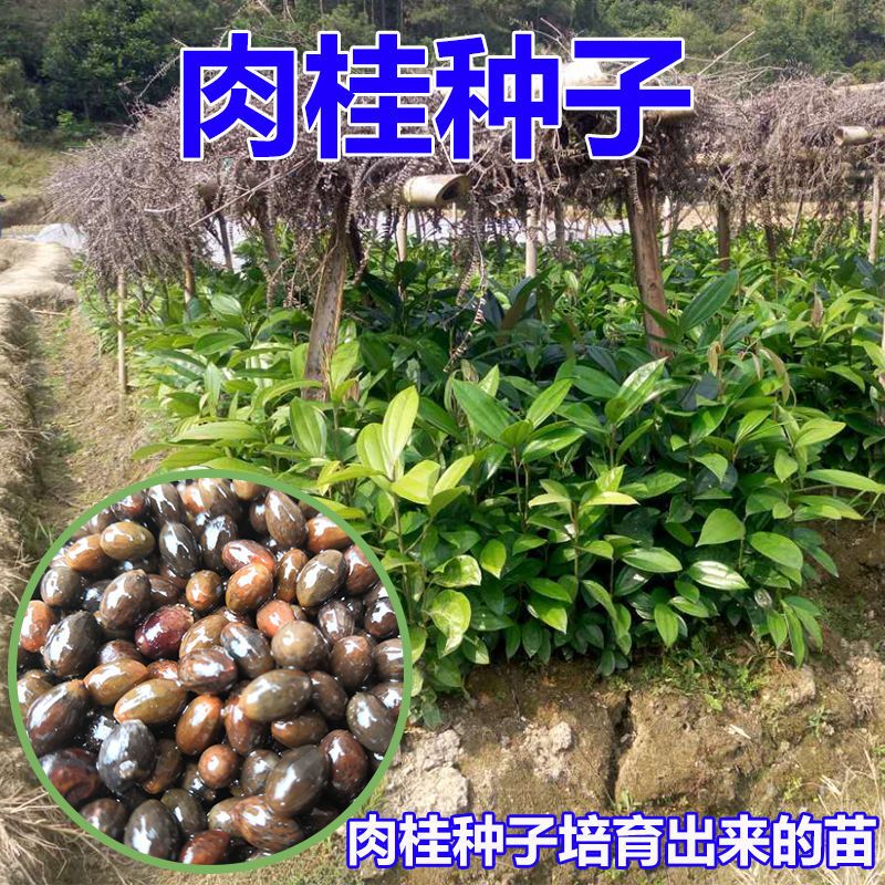 肉桂树种子玉桂树种子桂皮树种子广西肉桂种子玉桂种子桂皮包邮价