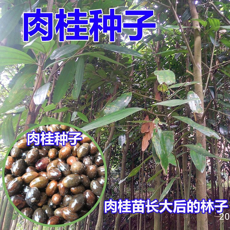 肉桂树种子玉桂树种子桂皮树种子广西肉桂种子玉桂种子桂皮包邮价