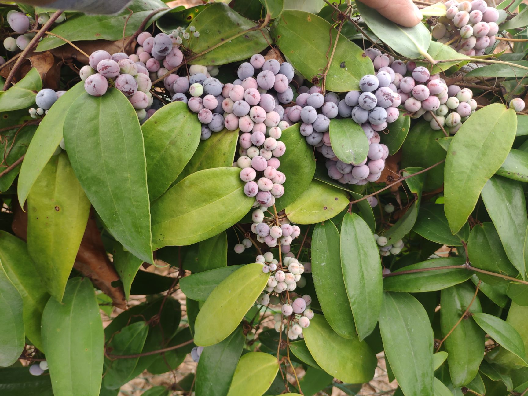 茯苓苗 白肉土茯苓种苗(图示为种植2年情况)