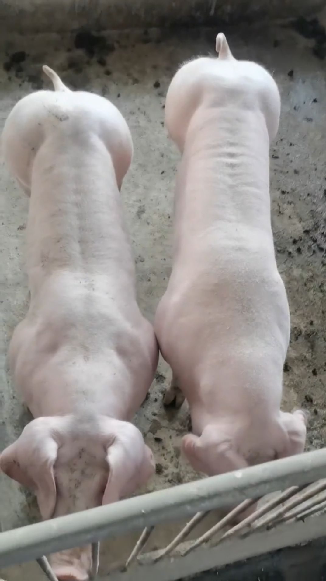 生猪180-220斤长白大母猪,新美系一代纯种母猪,点击查看详情