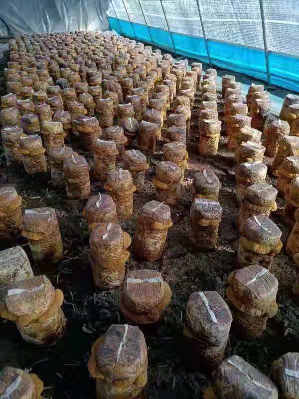 香菇菌种西峡县科达菌种厂桑黄种植基地