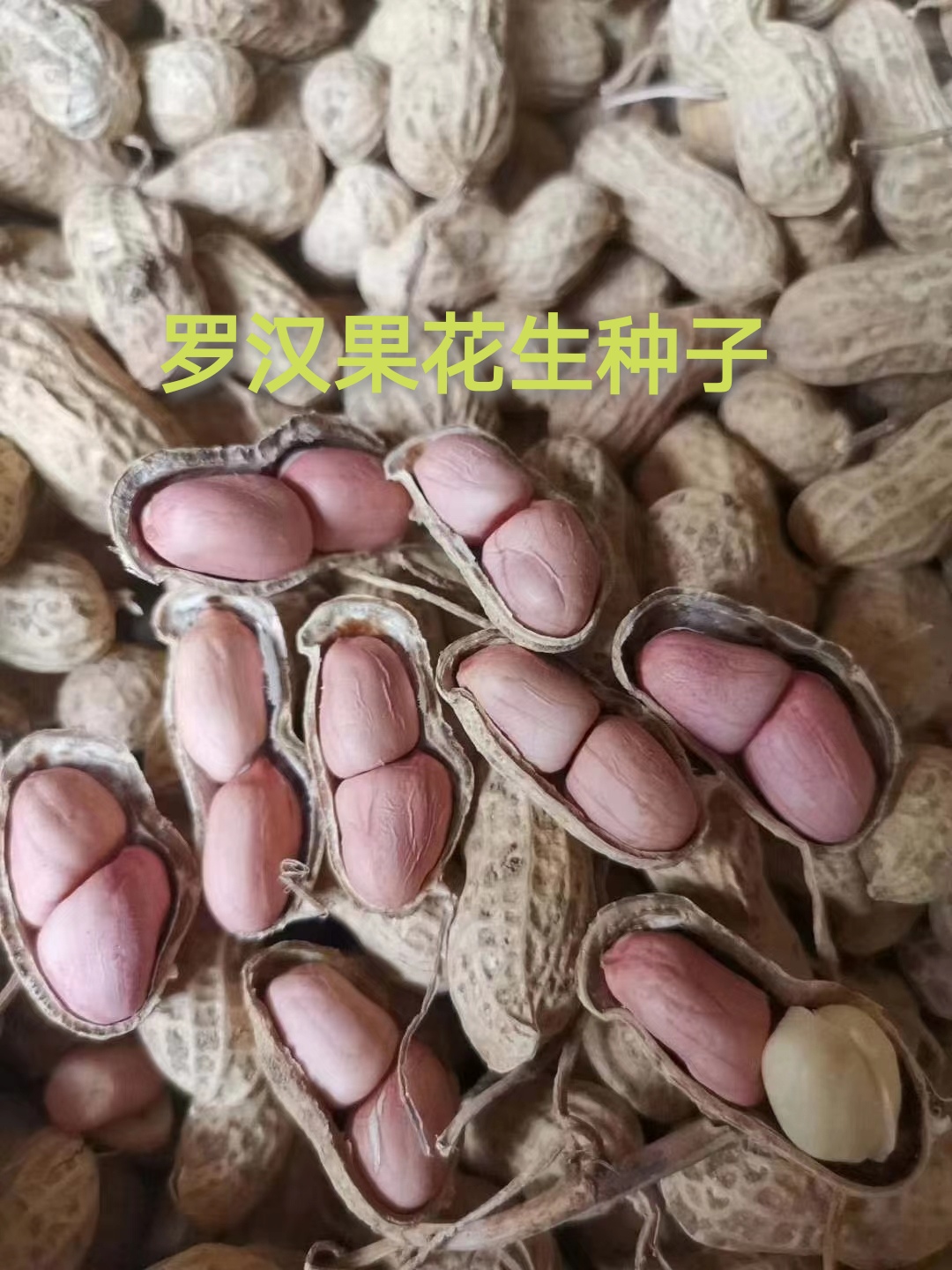 [花生种子批发]吨花一号花生种子,皮薄,颗粒大,产量高