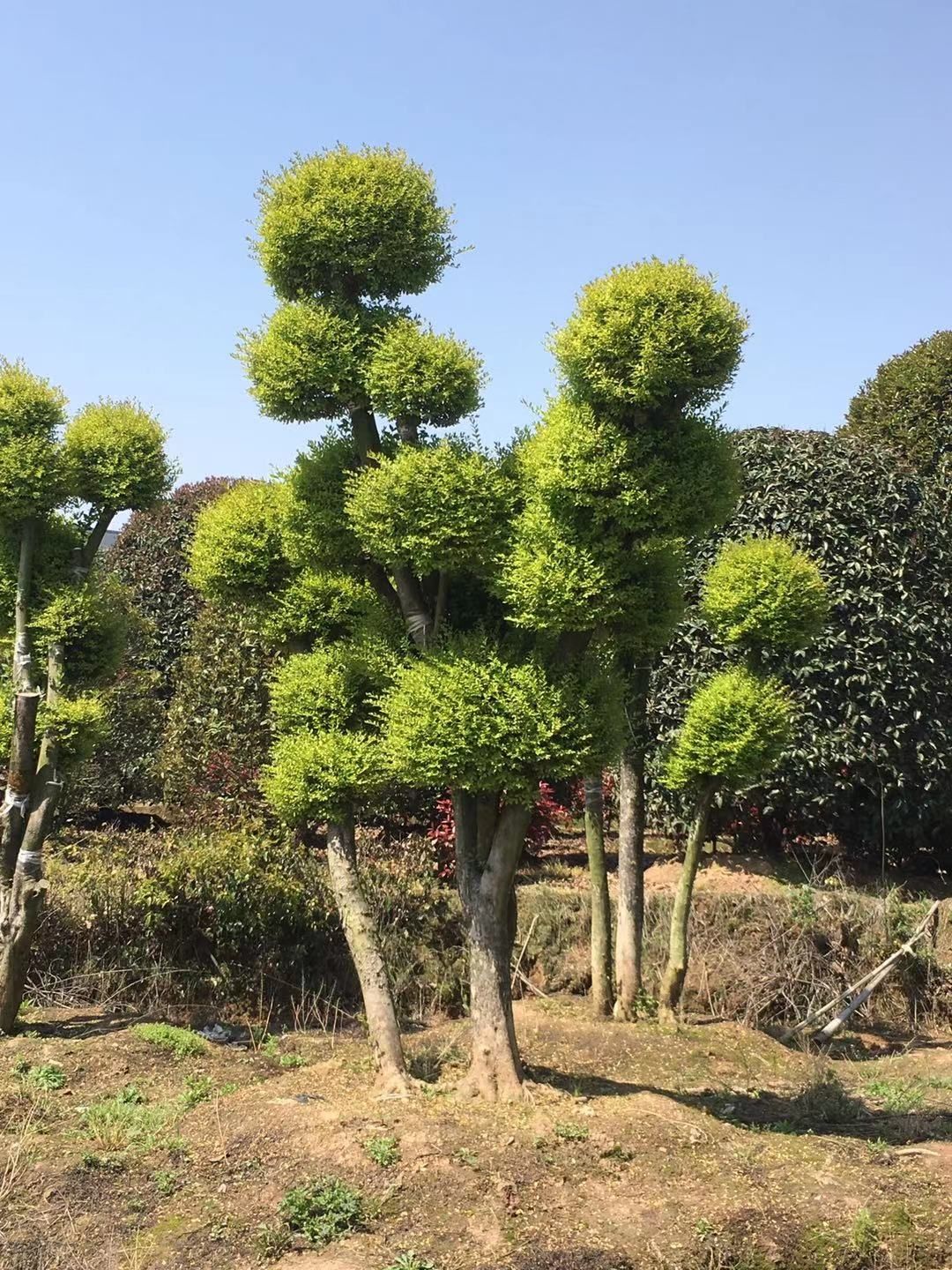 金叶女贞 亮晶女贞球造型树 棒棒糖