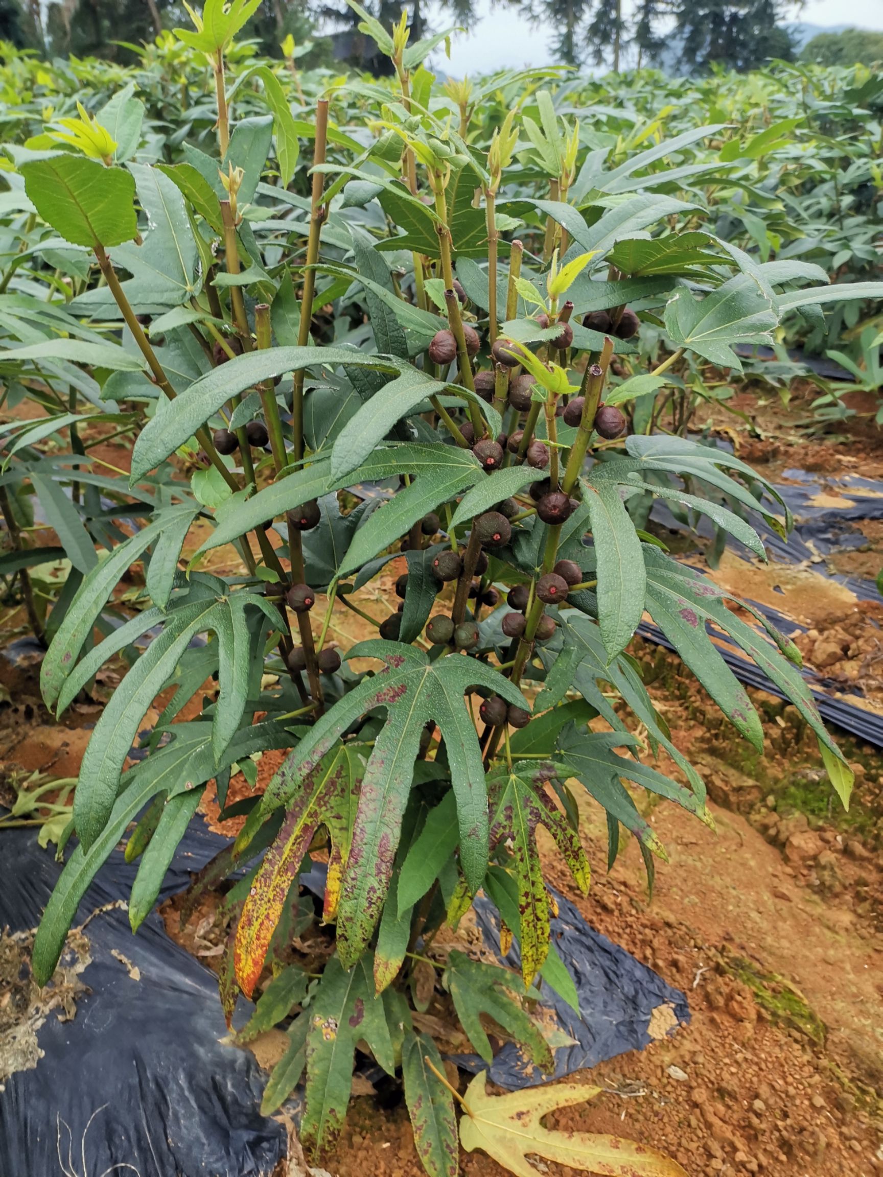 五指毛桃种子