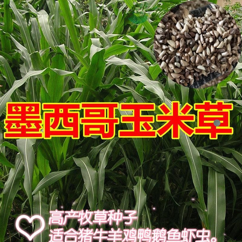 墨西哥玉米草种子.高产丰产适合猪牛羊,鸡鸭鹅,鱼虾虫养殖专用