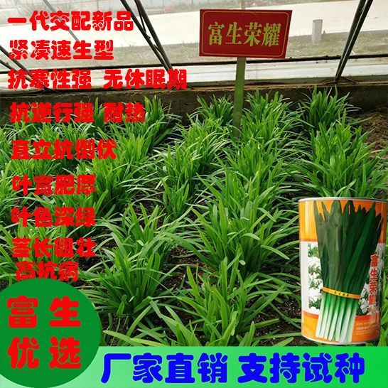 [韭菜种子批发]韭菜种子 富生荣耀(一代交配)太空与韭杂交新品 辛辣味