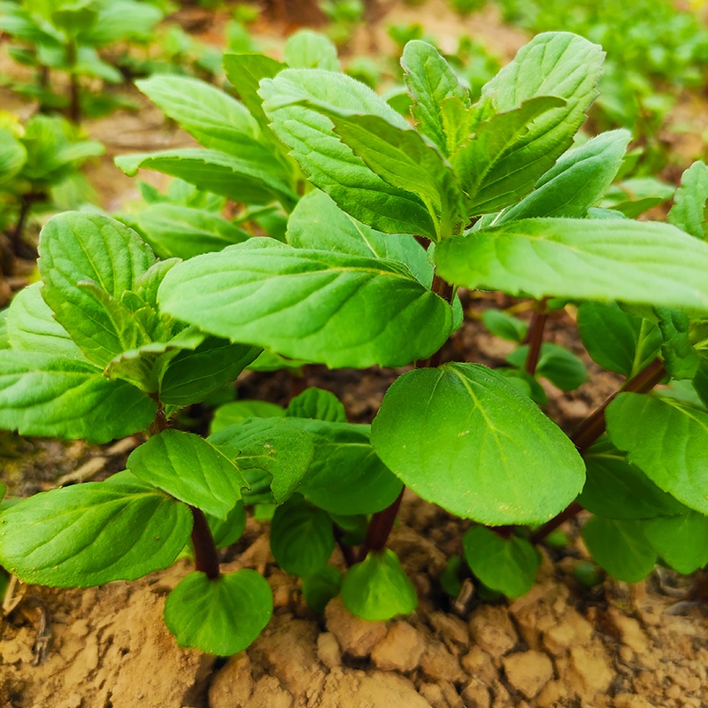 留兰香留兰薄荷苗冰爽清凉可食用土根阳台窗台水培