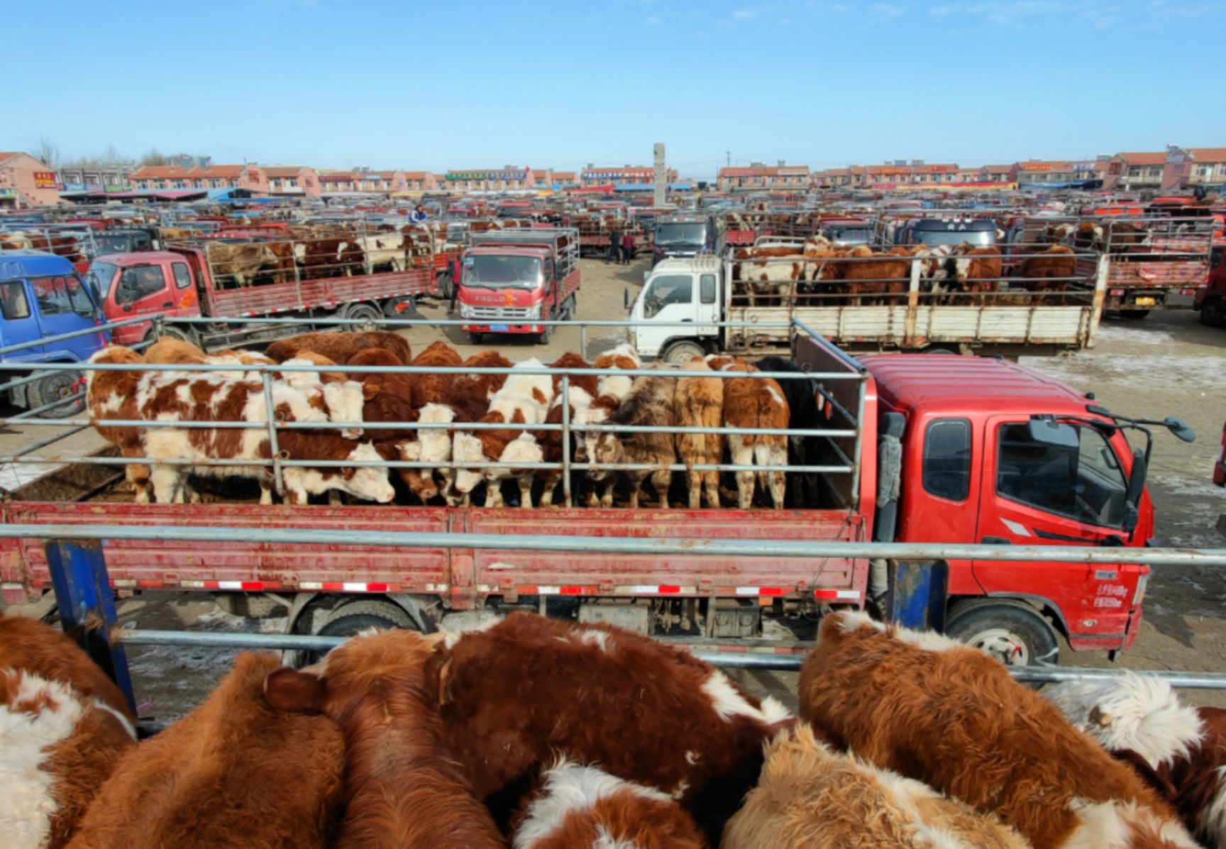 张北牲畜交易市场,华北牲畜交易中心,张北县牛市场 12000.00 元/头