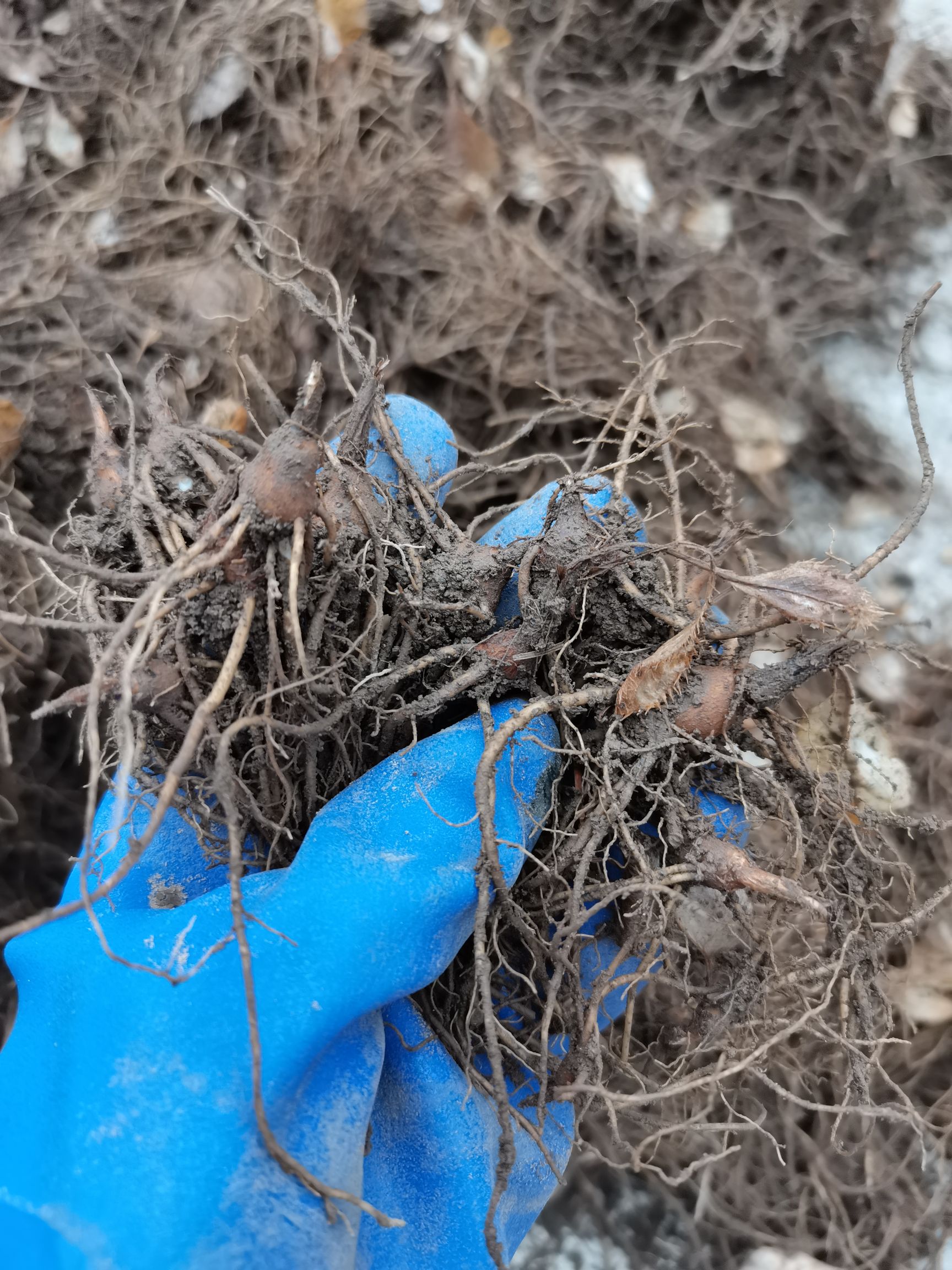 苍术种苗 北苍术朱砂点苗 苍术苗 品种纯 辽宁产地