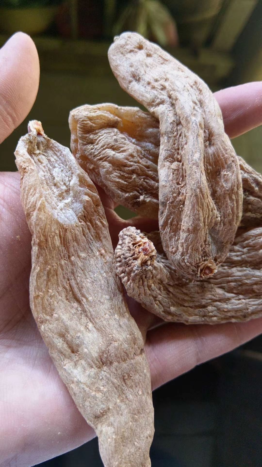 品种名 黄天麻 提供服务:支持走快递
