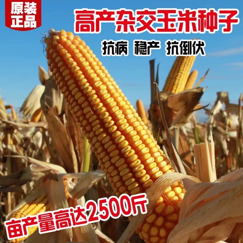 玉米种子 华玉518亩产1800 斤,稀植大棒,超抗逆强不招虫